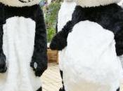 Panda nella metropolitana
