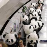 Panda nella metropolitana !