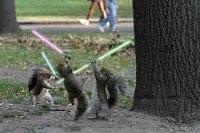 ANIMALS WITH LIGHTSABERS