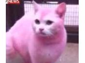 Tinge gatto rosa
