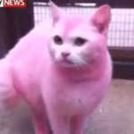 Tinge gatto di rosa