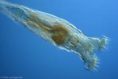 Storie di sesso animalesco #12