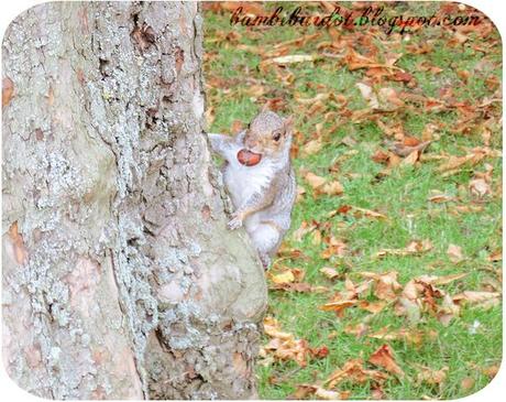 Squirrel love