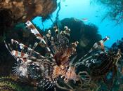 Foto giorno ottobre 2010 bellissimo sottofondo timor