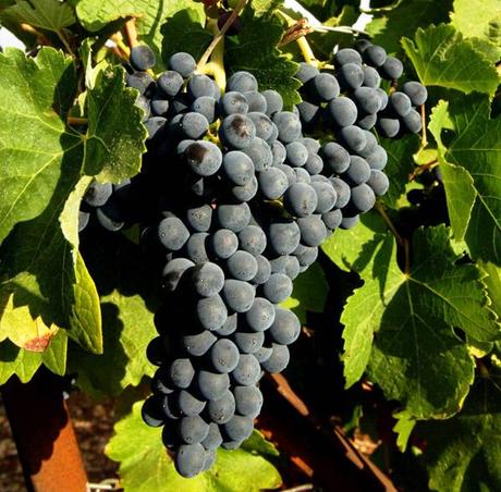 Buone regole per una vendemmia ecosostenibile