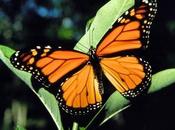 Farfalle monarca usano piante curare prole