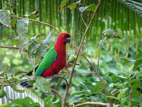 Un pappagallo tipico di Kadavu