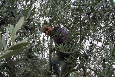 la raccolta delle olive