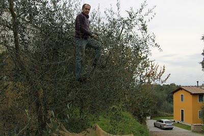 la raccolta delle olive