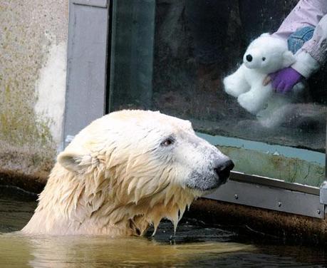 FOTO DEL GIORNO 24 OTTOBRE 2010 : GIOCHI NELL'ACQUA PER L'ORSO KNUT