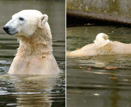 FOTO DEL GIORNO 24 OTTOBRE 2010 : GIOCHI NELL'ACQUA PER L'ORSO KNUT