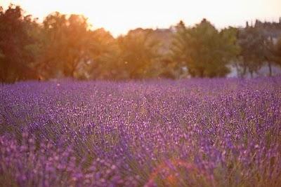 Tra lavanda ed ulivi...