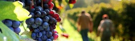 E’ tempo di vendemmia!