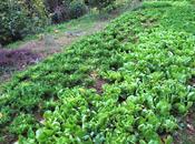 autunno l’ortolano riposa… troppo!