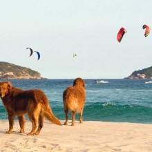 Boicottiamo il turismo Torchinello (Brindisi) dove non vogliono cani in spiaggia