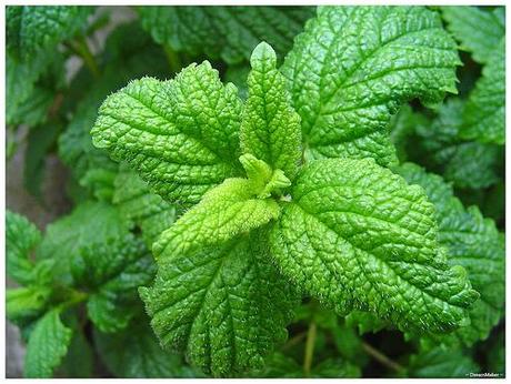 Verde e profumata menta