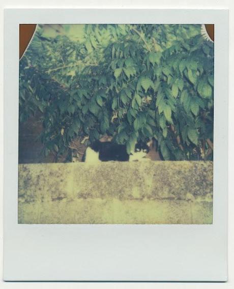 Friday I'm in love with...Polaroid! - WEEK 47/52