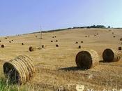 Estate campagna...toscana