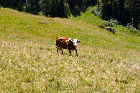 I met a cow in the Alps!