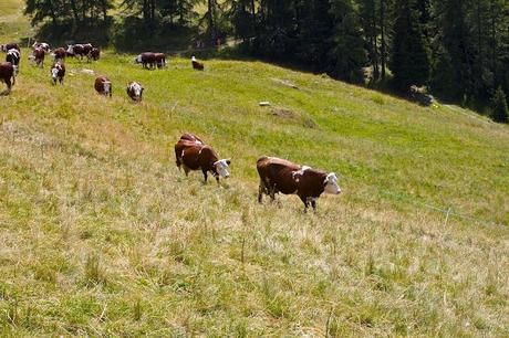 I met a cow in the Alps!