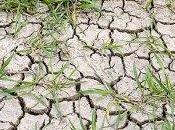Caldo: siccità taglia disponibilità mondiale cibo