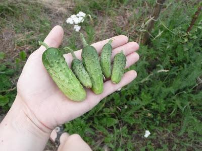 Piccolo orto, piccoli raccolti