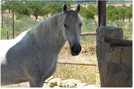 Un agriturismo con maneggio e sei a cavallo!