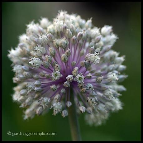 Fiore di porro