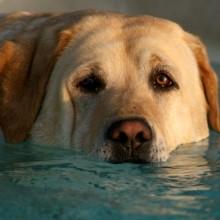 Piccolo di Labrador salva il padrone dalle onde