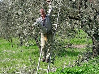 E' arrivato l'olio nuovo!