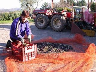 E' arrivato l'olio nuovo!