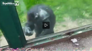 SCIMMIA CHIEDE AIUTO A TURISTA PER EVADERE DALLO ZOO (VIDEO)