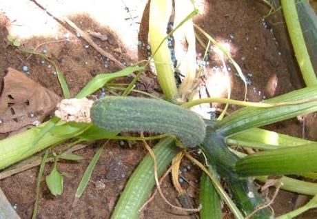 Perché gli zucchini non producono più?