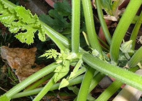 Perché gli zucchini non producono più?