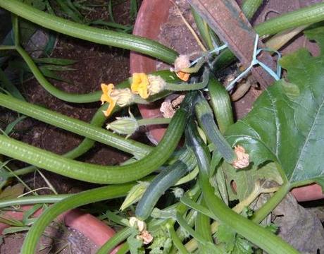 Perché gli zucchini non producono più?