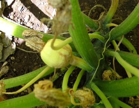 Perché gli zucchini non producono più?