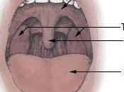 Preparativi salutare tonsilline cattive