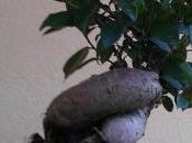 ginseng ficus bonsai