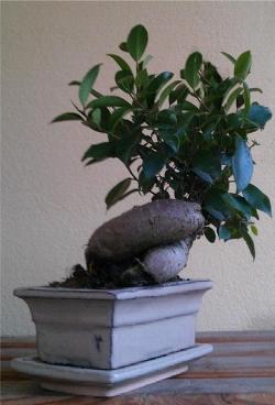 ginseng ficus bonsai