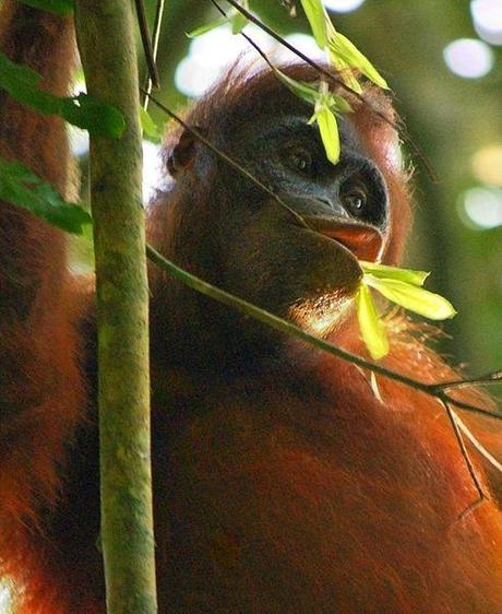 dove viaggiare a settembre: Borneo