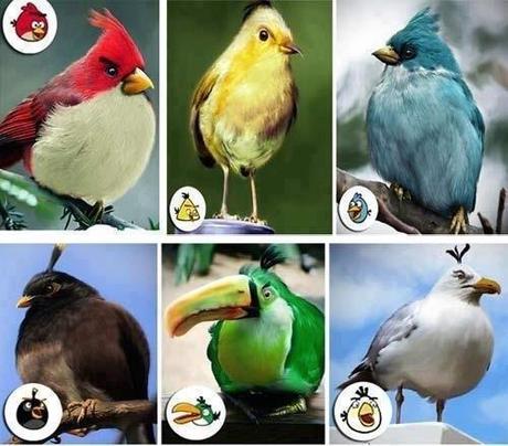 Gli Angry Birds nel mondo reale