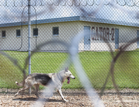Louisiana: lupi a guardia del carcere