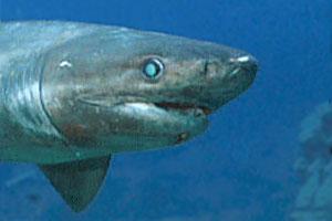 Tirreno: un mare di cernie e squali. Avvistato uno squalo capopiatto, pesce vacca 