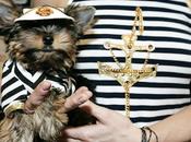 PET-FASHION....la moda nostri amici quattrozampe!