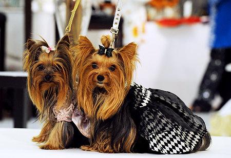 PET-FASHION....la moda per i nostri amici quattrozampe!