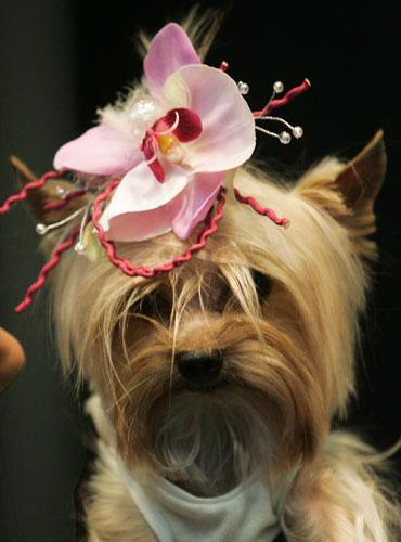 PET-FASHION....la moda per i nostri amici quattrozampe!