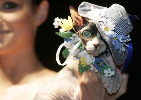 PET-FASHION....la moda per i nostri amici quattrozampe!