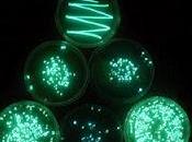 batteri marini sfruttano bioluminescenza