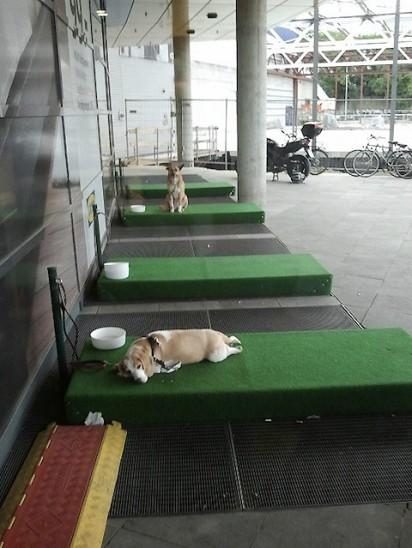 ambient-ikea-dog-parking-lots