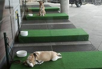 Ikea crea il parcheggio… per i cani - Paperblog
